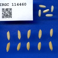 IRGC 114460 Seed Photo