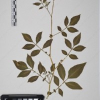 CIP 761396_OCH 12017_07.jpg