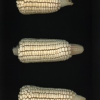 CIMMYTMA 18916 TABA 11 AF23A-0903-40 E.jpg