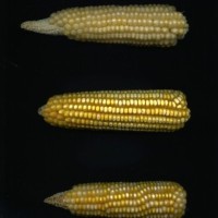 CIMMYTMA 27150 BRAZ BA078 AF18A-0903-136 E.jpg