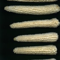 CIMMYTMA 27444 CHIS 858 BA22U-2903-94 C.jpg