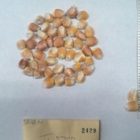 CIMMYTMA 2429 - Reference Inventory.jpg