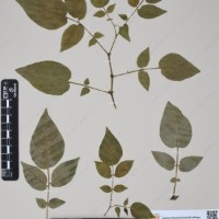 CIP 760519_HAM 141_07.jpg