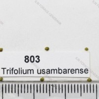 803.jpg