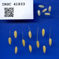 IRGC 41833 Seed Photo