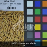 BRA00004056-8.JPG