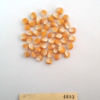 CIMMYTMA 4693 - Reference Inventory.jpg