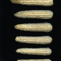 CIMMYTMA 15926 OAXA 24A PV17A-1903-77 C.jpg