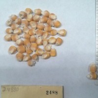 CIMMYTMA 2488 - Reference Inventory.jpg