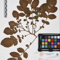 CIP 761474_OCH 13019_01.jpg