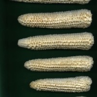 CIMMYTMA 1077 GUAT 155 AF18A-0903-108 C.jpg