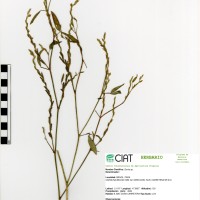 8460 herbarium