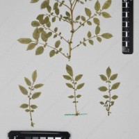 CIP 763474_OCHS 12061a_10.jpg