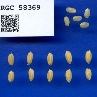 IRGC 58369 Seed Photo