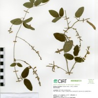 21986 herbarium