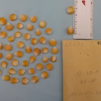 CIMMYTMA 6367 - Reference Inventory.jpg