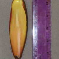 6.5.2 - Bract apex shape