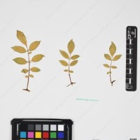 CIP 763474_OCHS 12061a_13.jpg