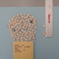 CIMMYTMA 26006 - Reference Inventory.jpg