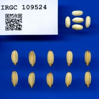 IRGC 109524 Seed Photo