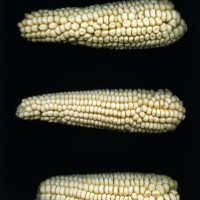 CIMMYTMA 8524 MEXI 529 BA23U-2903-13 E.jpg