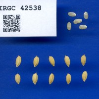IRGC 42538 Seed Photo