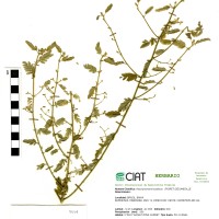 7574 herbarium
