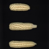 CIMMYTMA 7241 DURA 119 AF21A 0903 27 E12660 _compress.jpg