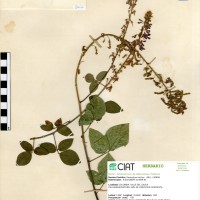 3111 herbarium