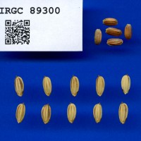 IRGC 89300 Seed Photo