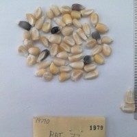 CIMMYTMA 1979 - Reference Inventory.jpg