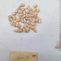 CIMMYTMA 158 - Reference Inventory.jpg