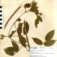15736 herbarium