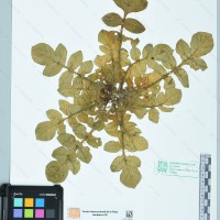 CIP 761130 herbarium