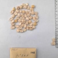 CIMMYTMA 146 - Reference Inventory.jpg