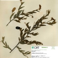 7450 herbarium