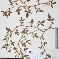 CIP 761459_OCH 12099_02.jpg