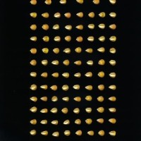 CIMMYTMA 4961 BRAZ 2107 AF20A-0903-219 K.jpg