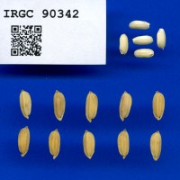 IRGC 90342 Seed Photo