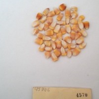 CIMMYTMA 4570 - Reference Inventory.jpg