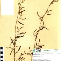 8244 herbarium