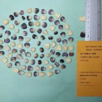 CIMMYTMA 23206.jpg