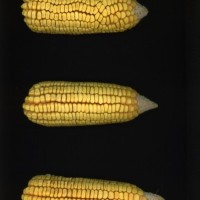 CIMMYTMA 5622 BRAZ 1669 AF22A-0903-105 E1_compress.jpg