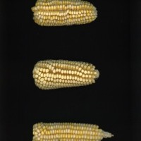 CIMMYTMA 24568 MEXI 683 TC20U 2903 187 E0250 _compress.jpg