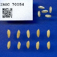 IRGC 70054 Seed Photo