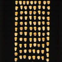 CIMMYTMA 5622 BRAZ 1669 AF22A-0903-105 K_compress.jpg