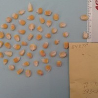 CIMMYTMA 5487 - Reference Inventory.jpg