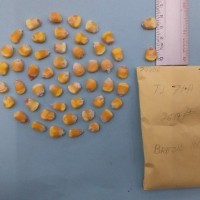 CIMMYTMA 7440 - Reference inventory.jpg