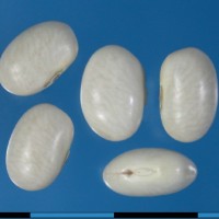 G24105A seed.jpg