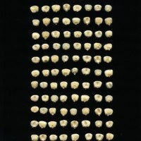 CIMMYTMA 7281 SONO 102 AF18A-0903-133 K.jpg